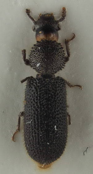  ( - GAC.37093)  @11 [ ] by-nc (2025) Erkka Laine Luomus