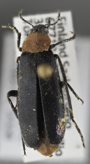  ( - GAC.38581)  @11 [ ] by-nc (2025) Erkka Laine Luomus