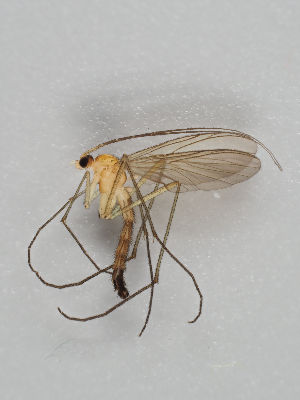  ( - MZH_GAS.281)  @11 [ ] CreativeCommons - Attribution Non-Commercial (2018) Marko Mutanen University of Oulu