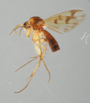  (Mycetophila gibbula - MZH_GAS.291)  @11 [ ] by-nc (2018) Marko Mutanen University of Oulu