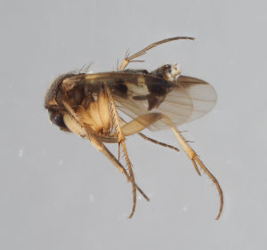  (Mycetophila xanthopyga - MZH_GAS.295)  @11 [ ] by-nc (2018) Marko Mutanen University of Oulu
