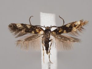  (Mompha maculata - GBRD.301)  @11 [ ] by-nc (2018) Marko Mutanen University of Oulu