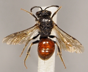  (Sphecodes ephippius - GP.65672)  @14 [ ] CreativeCommons - Attribution Non-Commercial (2016) Marko Mutanen University of Oulu