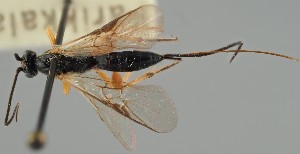  (Therophilus arcuatus - MZH_GQ.1074)  @11 [ ] by-nc (2023) Simo Vaananen Luomus
