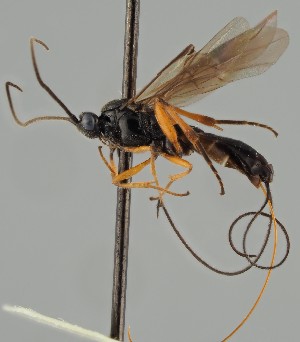  (Therophilus clausthalianus - MZH_GQ.1079)  @11 [ ] by-nc (2023) Simo Vaananen Luomus