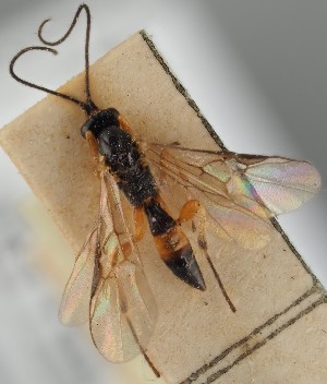  (Therophilus conspicuus - MZH_GQ.1080)  @11 [ ] by-nc (2023) Simo Vaananen Luomus
