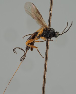  (Therophilus linguarius - MZH_GQ.1084)  @11 [ ] by-nc (2023) Simo Vaananen Luomus