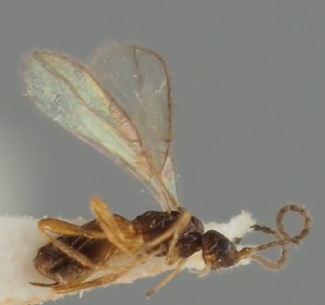  (Eudinostigma pulvinatum - MZH_GQ.1133)  @11 [ ] by-nc (2023) Simo Vaananen Luomus