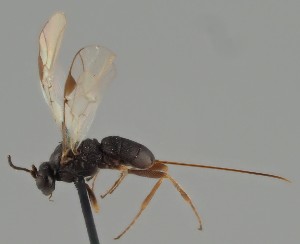  (Triaspis caudata - MZH_GQ.1399)  @11 [ ] by-nc (2023) Simo Vaananen Luomus