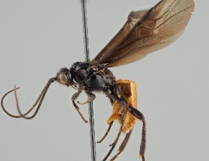  (Cyanopterus obscuripennis - MZH_GQ.1509)  @11 [ ] by-nc (2023) Simo Vaananen Luomus