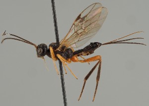  (Aspigonus flavicornis - MZH_GQ.1681)  @11 [ ] by-nc (2023) Simo Vaananen Luomus
