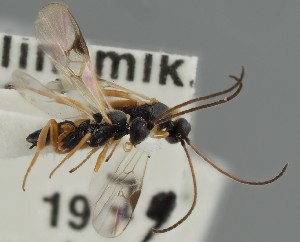  (Diolcogaster flavipes - MZH_GQ.1833)  @11 [ ] by-nc (2023) Simo Vaananen Luomus