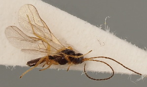  (Opius crassicrus - MZH_GQ.642)  @11 [ ] by-nc (2021) Simo Väänänen Luomus
