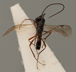  (Pentapleura fuliginosa - MZH_GQ.744)  @11 [ ] by-nc (2021) Simo Vaananen Luomus