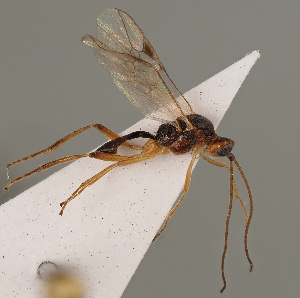  ( - MZH_GQ.782)  @11 [ ] by-nc (2021) Simo Vaananen Luomus