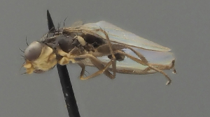  (Acartophthalmus pusio - GV.12186)  @11 [ ] by-nc (2025) Erkka Laine Luomus