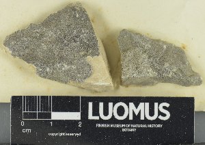  (Verrucaria lilacina - H-NYL3403)  @11 [ ] by-nc (2023) Erkka Laine Luomus