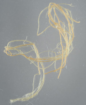  ( - H5007530)  @11 [ ] by-nc (2018) Marko Mutanen University of Oulu