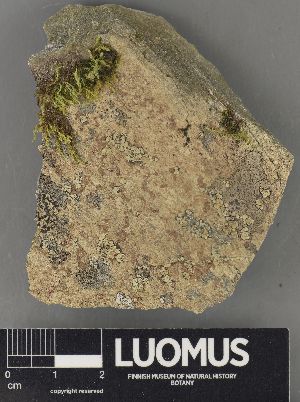  (Hymenelia carnosula - H9205964.1)  @11 [ ] by-nc (2023) Erkka Laine Luomus