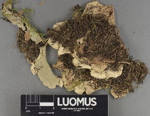  ( - H9218232)  @11 [ ] by-nc (2023) Erkka Laine Luomus