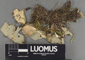  (Peltigera occidentalis - H9218922)  @11 [ ] by-nc (2023) Erkka Laine Luomus