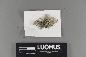  (Tremella sp - H9220003)  @11 [ ] by-nc (2018) Marko Mutanen University of Oulu