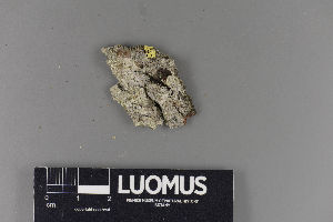  ( - H9220063)  @11 [ ] by-nc (2018) Marko Mutanen University of Oulu