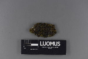  (Agonimia gelatinosa - H9220413)  @11 [ ] CreativeCommons - Attribution Non-Commercial (2018) Marko Mutanen University of Oulu