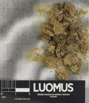  ( - H9221993)  @11 [ ] by-nc (2024) Erkka Laine Luomus