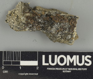  ( - H9229527)  @11 [ ] by-nc (2024) Erkka Laine Luomus