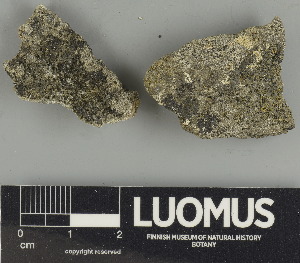  ( - H9230049.1)  @11 [ ] by-nc (2024) Erkka Laine Luomus