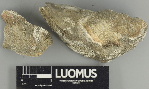  ( - H9230099.1)  @11 [ ] by-nc (2024) Erkka Laine Luomus