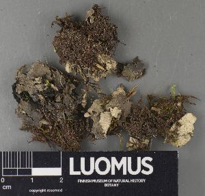  ( - H9231191)  @11 [ ] by-nc (2023) Erkka Laine Luomus