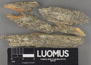  (Tremella lichenicola - H9231461)  @11 [ ] by-nc (2023) Erkka Laine Luomus