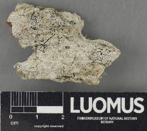  ( - H9234078)  @11 [ ] by-nc (2023) Erkka Laine Luomus