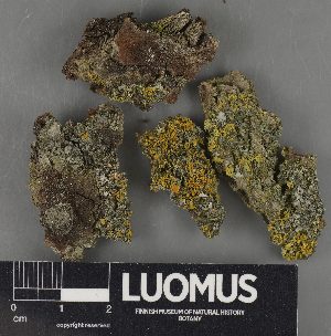  ( - H9234081)  @11 [ ] by-nc (2023) Erkka Laine Luomus