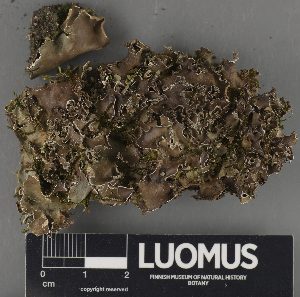  ( - H9234083)  @11 [ ] by-nc (2023) Erkka Laine Luomus