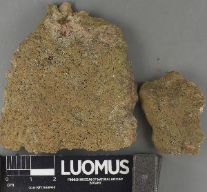  (Hydropunctaria rheitrophila - H9235009)  @11 [ ] by-nc (2023) Erkka Laine Luomus