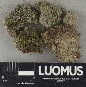  ( - H9235049)  @11 [ ] by-nc (2023) Erkka Laine Luomus