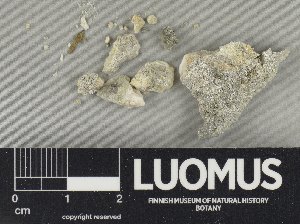  ( - H9235062)  @11 [ ] by-nc (2023) Erkka Laine Luomus