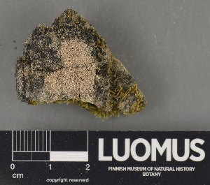  ( - H9235074)  @11 [ ] by-nc (2023) Erkka Laine Luomus