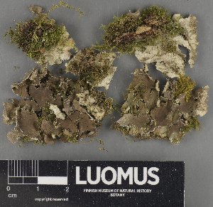  ( - H9235134)  @11 [ ] by-nc (2023) Erkka Laine Luomus