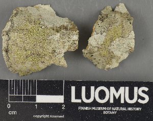  ( - H9235145)  @11 [ ] by-nc (2023) Erkka Laine Luomus