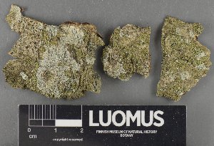  ( - H9235151)  @11 [ ] by-nc (2023) Erkka Laine Luomus