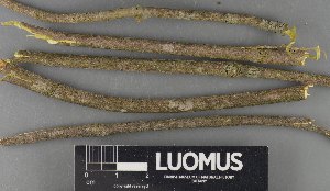  ( - H9235153)  @11 [ ] by-nc (2023) Erkka Laine Luomus