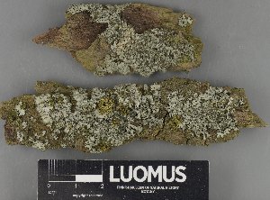  (Phaeophyscia orbicularis - H9235155)  @11 [ ] by-nc (2023) Erkka Laine Luomus