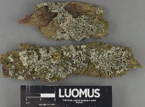  ( - H9235155)  @11 [ ] by-nc (2023) Erkka Laine Luomus
