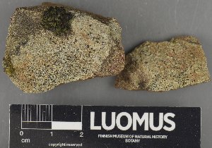  (Porpidia thomsonii - H9235165)  @11 [ ] by-nc (2023) Erkka Laine Luomus