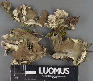  (Peltigera praetextata - H9235180)  @11 [ ] by-nc (2023) Erkka Laine Luomus