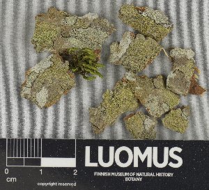  ( - H9235184)  @11 [ ] by-nc (2023) Erkka Laine Luomus